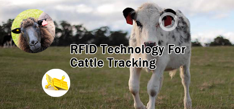 tecnologia rfid per la tracciabilità del bestiame